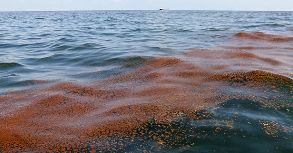 Shell's oil spill seen in the waters of the Gulf of Mexico.