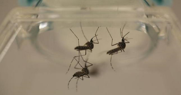Aedes aegypti mosquitoes are seen at the Laboratory of Entomology and Ecology of the Dengue Branch of the U.S. Centers for Disease Control and Prevention in San Juan, March 6, 2016.