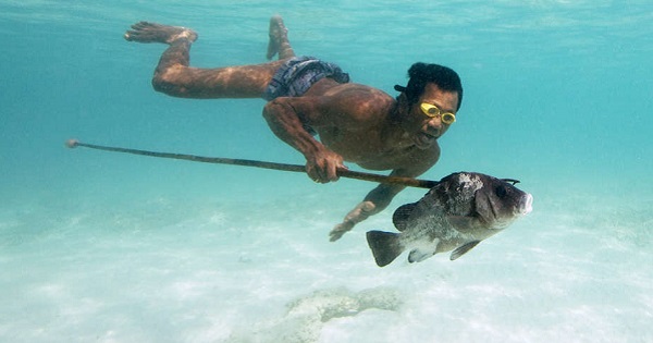 The amazing skill of underwater fishing by extraordinarily skillful Indigenous.