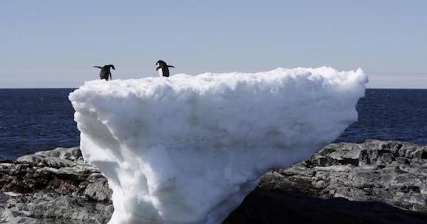 Two Adelie penguins stand atop a block of melting ice on a rocky shoreline at Cape Denison, Commonwealth Bay, in East Antarctica.