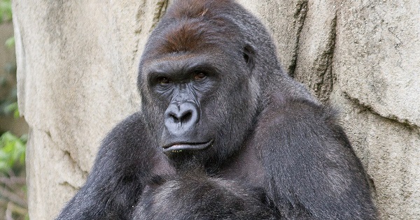 Harambe, the silverback gorilla shot at the Cincinnati Zoo