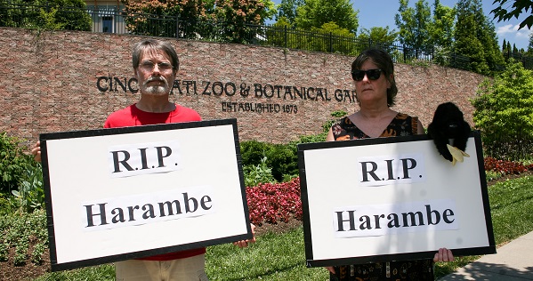 The death of Harambe outraged animal lovers, about 20 of whom staged a vigil outside the zoo, demanding 