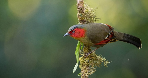 The Red-Faced Liocichla was last sighted 178 years ago.