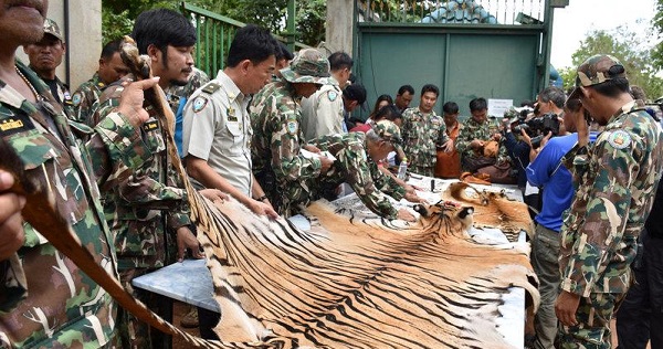 Thai army display a tiger skin found inside Tiger Temple, the controversial Buddhist temple, in Kanchanaburi province, west of Bangkok, Thailand, June 2, 2016.