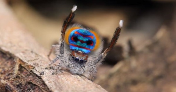A specimen of the newly-discovered Australian Peacock spider, Maratus Bubo, shows off his colourful abdomen in this undated picture from Australia.