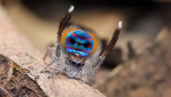 A specimen of the newly-discovered Australian Peacock spider, Maratus Bubo, shows off his colourful abdomen in this undated picture from Australia. 