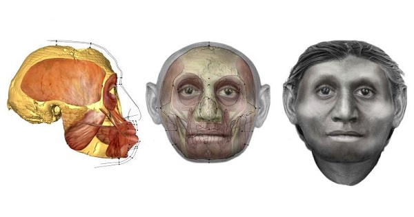 Artist illustration showing the head of the diminutive extinct human species Homo floresiensis, better known as the 