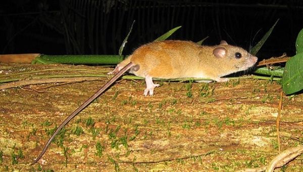  The Bramble Cay melomys has become extinct, Australian scientists say.