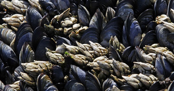 Researches say the contagious cancer affects at least three species of shellfish.