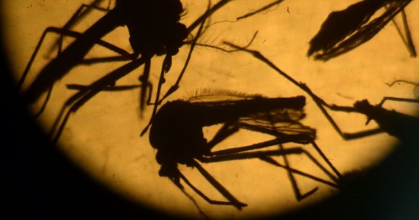The Zika virus is mainly spread through the Aedes aegypti mosquito.