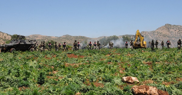Turkish soldiers destroy a marijuana field during an operation in the Lice district of the southeastern city of Diyarbakir, July 8, 2013.