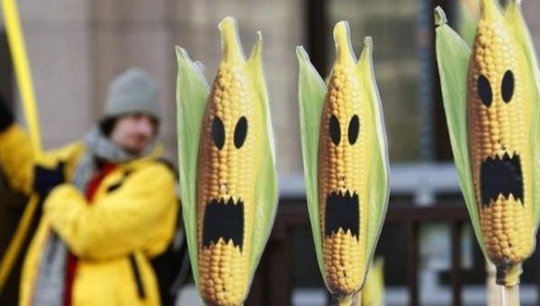 A Greenpeace activist displays signs symbolizing genetically modified crops during a protest.