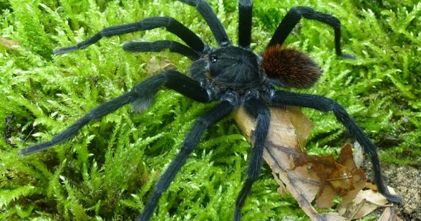 The newly-found tarantula, Kankuamo marquezi, uses its urticating hairs, or butt bristles, to attack predators.