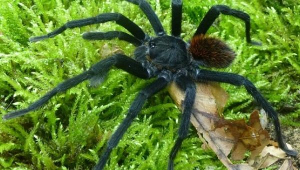 The newly-found tarantula, Kankuamo marquezi, uses its urticating hairs, or butt bristles, to attack predators.