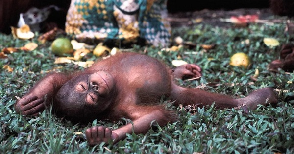 The numbers of Bornean orangutans in the wild is expected to shrink to 47,000 by 2025.