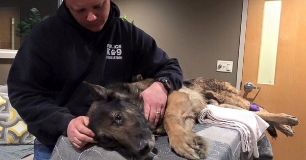 Jethro, a K-9 for the Canton Police Department in Ohio, passed away in January after being shot multiple times, according to police.
