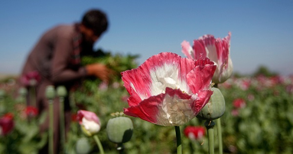 A poppy field in Afghanistan's Jalalabad province