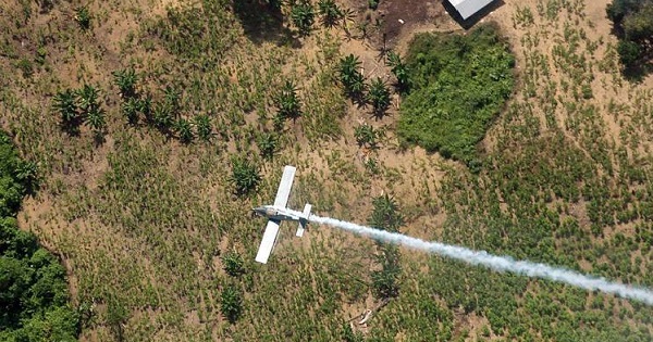 Aerial fumigation of coca crops in Colombia has taken its toll on the health and environment.