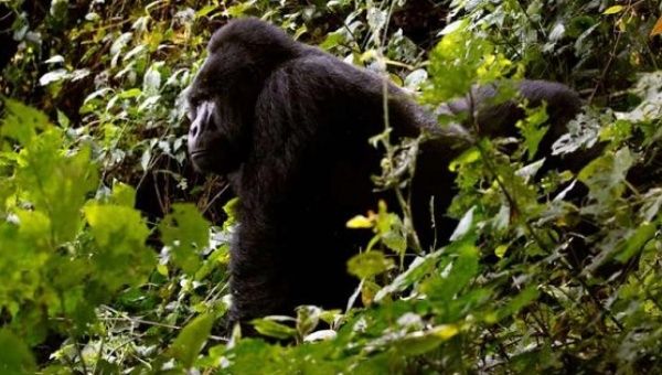An endangered silverback mountain gorilla walks inside a forest in Bwindi National Park west of Uganda's capital Kampala.