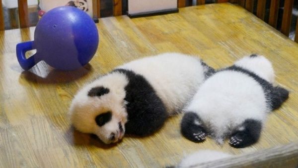 Panda cubs sleep at the Chengdu Research Base in China's Sichuan province.