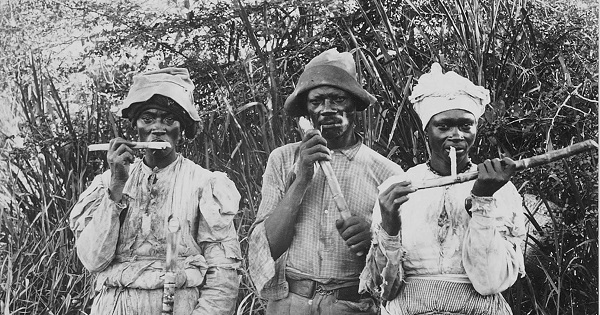 Cane cutters in Jamaica, 1880s.
