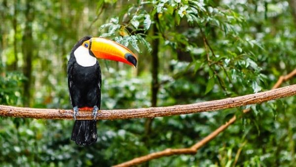 Rare species are being lost in the Amazon because of deforestation.