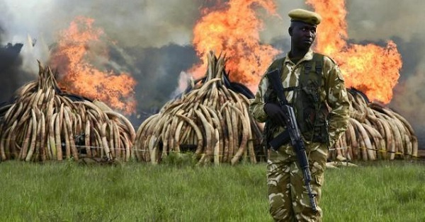 A Kenya Wildlife Services (KWS) ranger stands guard around illegal stockpiles of burning elephant tusks, ivory figurines and rhinoceros horns at the Nairobi National Park.