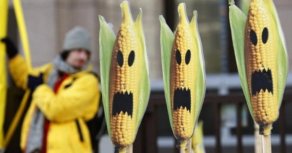 A Greenpeace activist displays signs symbolizing genetically modified crops at a protest in front of the European Union headquarters in Brussels Nov. 24, 2008.