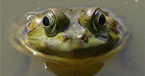 Colombia has the second-largest amphibian diversity in the world, after Brazil.