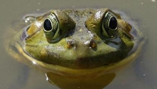 Colombia has the second-largest amphibian diversity in the world, after Brazil. 