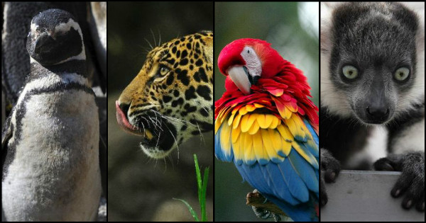 Mortal Peril: Endangered Species of Latin America