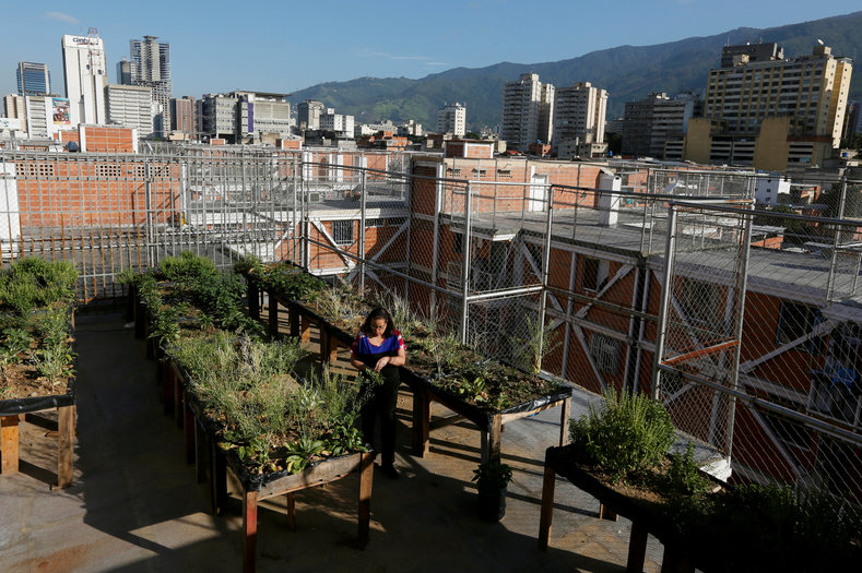 A woman works in an urban garden in the rooftop of a building in Caracas, Venezuela July 19, 2016. 