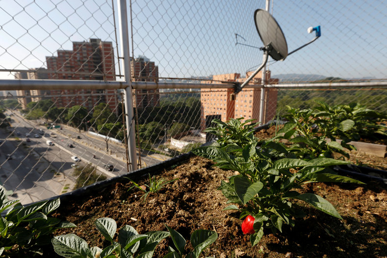 Pepper plants are seen in an urban garden in the rooftop of a building in Caracas, Venezuela July 19, 2016. 