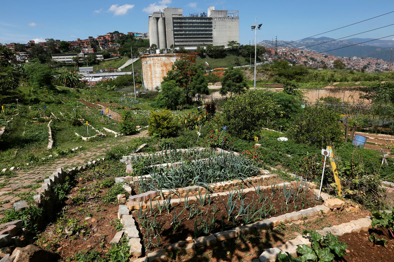 A general view of an urban garden in the Catia neighborhood in Caracas, Venezuela July 13, 2016. 