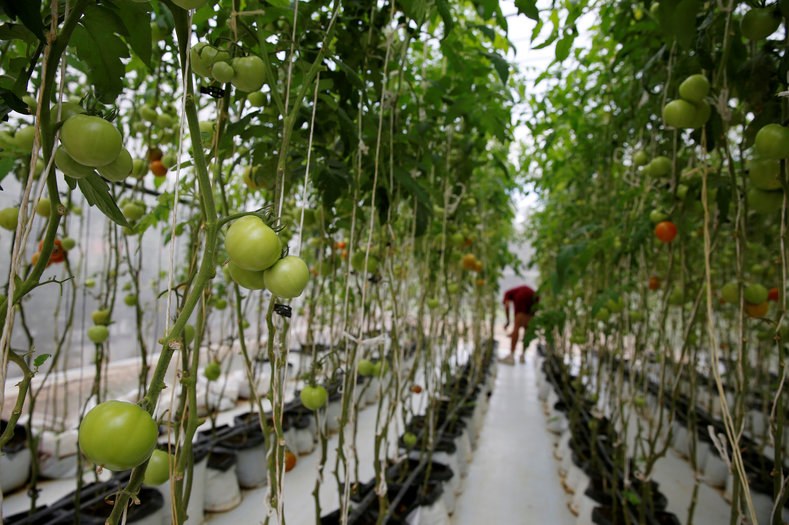 A soldier works in a greenhouse with tomatoes plants at the urban garden in the academy of the Venezuelan National Guard in Caracas, Venezuela June 29, 2016. 