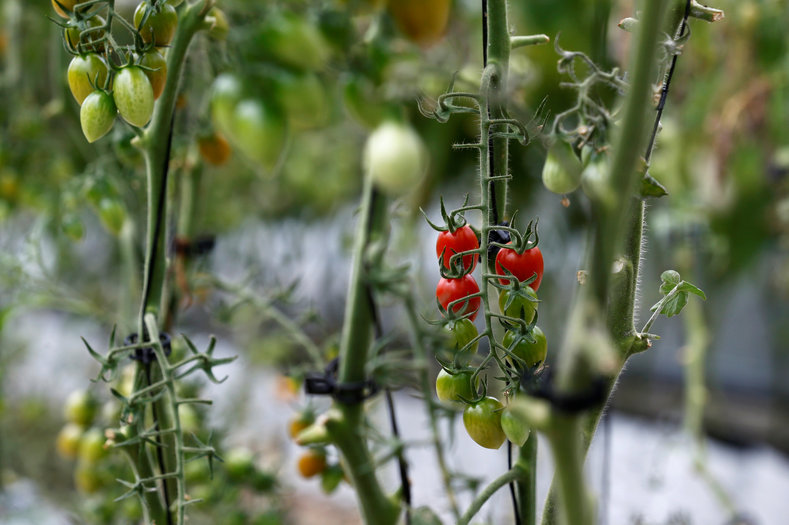 Tomato plants are seen in a greenhouse on the rooftop of a building in Caracas, Venezuela June 22, 2016.