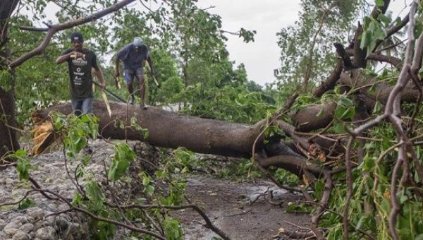 Two men walk by a fallen tree a day after Hurricane Matthew passed over Haiti, October 5, 2016.
