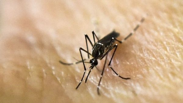 Aedes aegypti mosquitoes carry the Zika virus, which can cause birth defects if contracted by a woman during pregnancy.