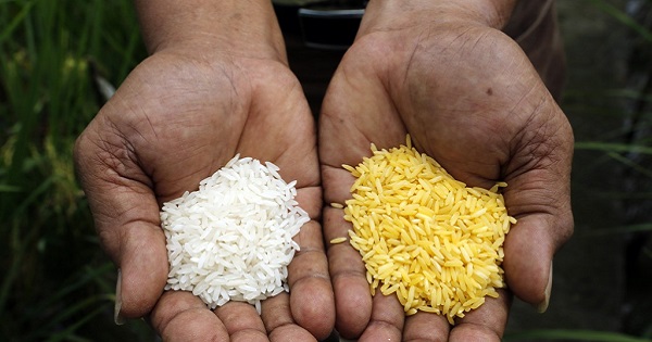 A scientist shows “Golden Rice” (R) and ordinary rice at the International Rice Research Institute in Los Banos, Laguna, south of Manila, August 14, 2013.