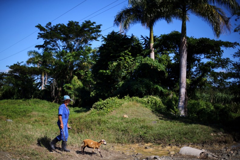 A man walks with a goat near the birthplace of Cuba's former President Fidel Castro in Biran.
