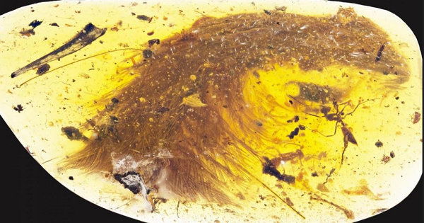 The perfectly preserved specimen has given scientists new insights into dinosaur evolution.