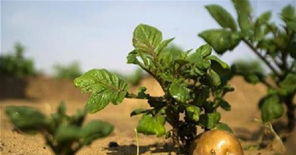 A potato grows in a field irrigated by recycled waste water.