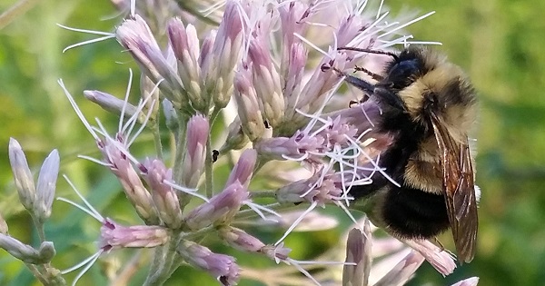 A rusty patched bumble bee which the U.S. Fish and Wildlife Service proposed listing for federal protection as an endangered species