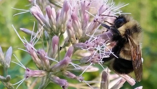 A rusty patched bumble bee which the U.S. Fish and Wildlife Service proposed listing for federal protection as an endangered species