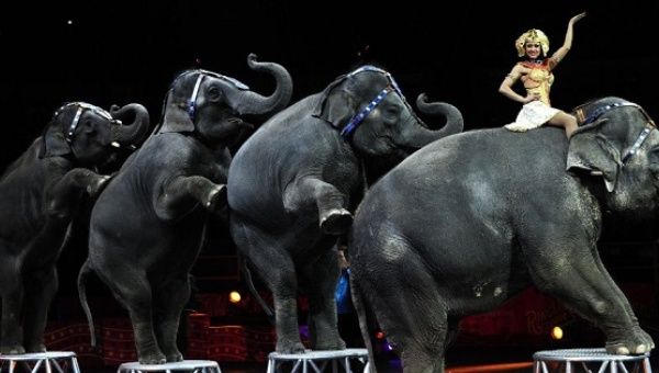 In May 2015 Ringling Bros. and Barnum & Bailey Circus retired its performing elephants after major criticism from animal rights groups.
