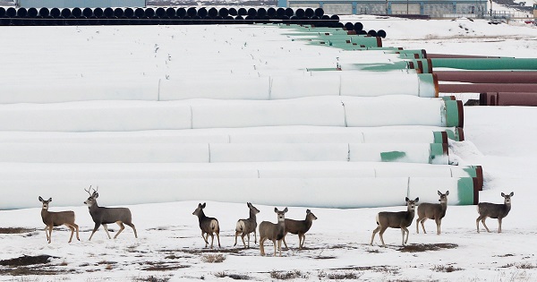 Deer gather at a depot used to store pipes for Transcanada Corp's planned Keystone XL oil pipeline in Gascoyne, North Dakota, Jan. 25, 2017.
