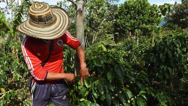 A farmer checks coffee beans in Nario, southwest Colombia
