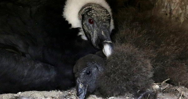 A Condor chick, born in captivity, is seen with its mother at the Vesty Pakos Zoo in La Paz, Bolivia.