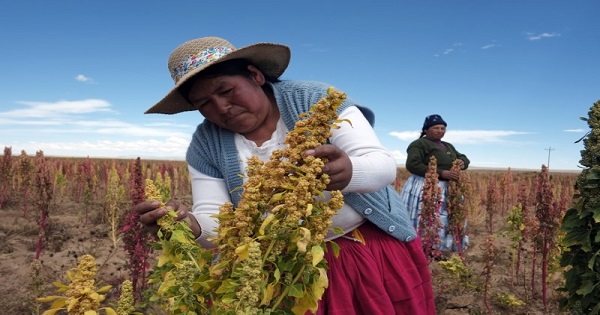 A Bolivian woman inspects a Quinoa plant, south of La Paz, April 8, 2013.