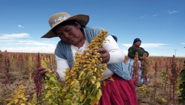 A Bolivian woman inspects a Quinoa plant, south of La Paz, April 8, 2013.